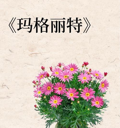 探寻玛格丽特的花期与开花时间（一年中玛格丽特开几次花？花期在哪些月份？）