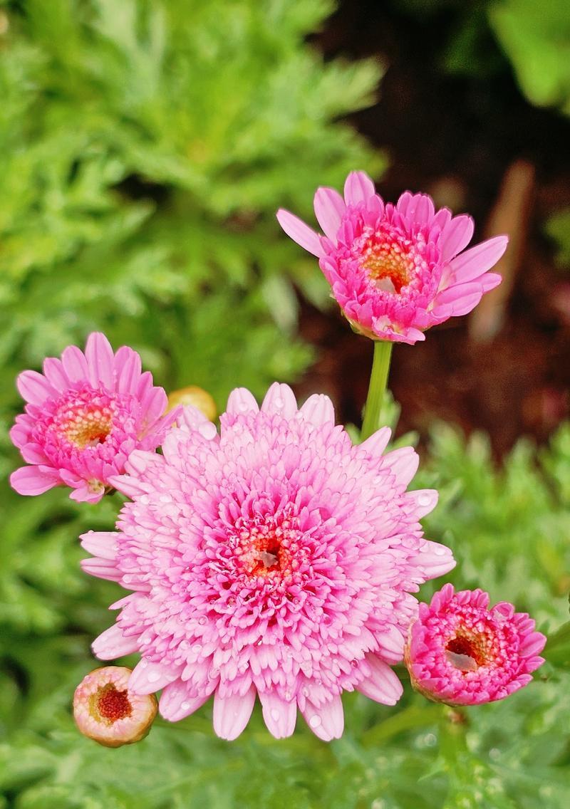 探寻玛格丽特的花期与开花时间（一年中玛格丽特开几次花？花期在哪些月份？）