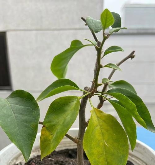 三角梅不是落叶植物（探究三角梅的落叶特性和生长习性）