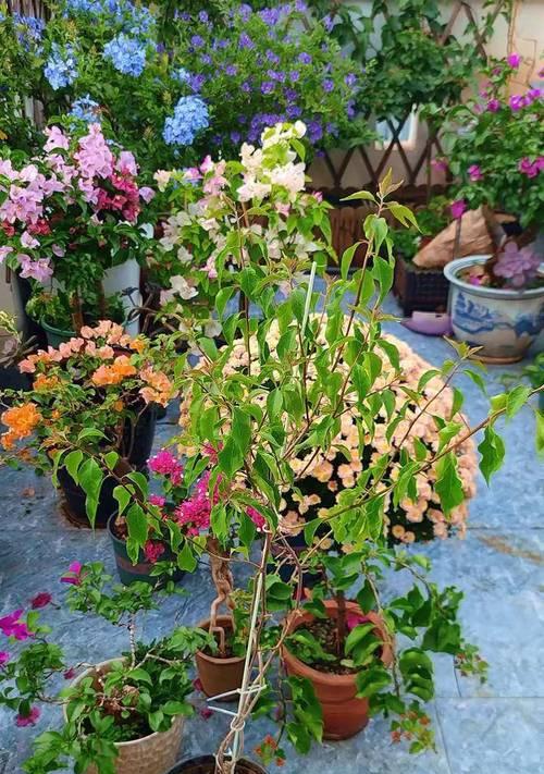 三角梅不是落叶植物（探究三角梅的落叶特性和生长习性）
