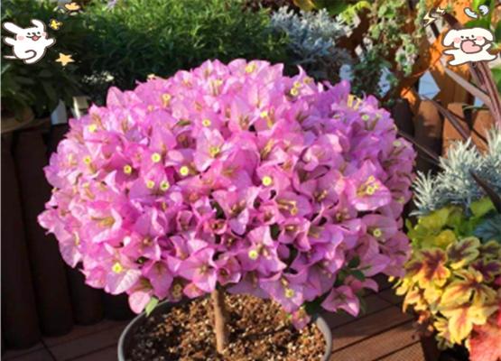 三角梅不是落叶植物（探究三角梅的落叶特性和生长习性）