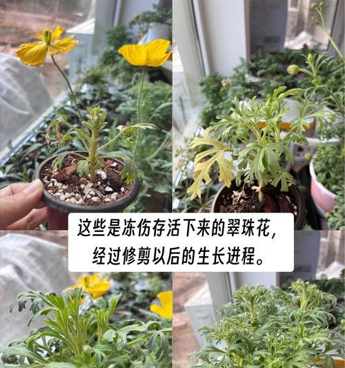 玻璃翠花扦插技巧剖析（揭秘最佳扦插时间，让你轻松成为翠花种植高手！）