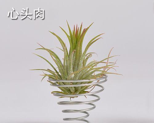 老人如何快速养殖身体健康（掌握这些关键，让老年生活更美好）