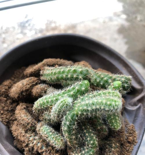 毛毛虫开花的月份与季节（探寻毛毛虫开花的奥秘）