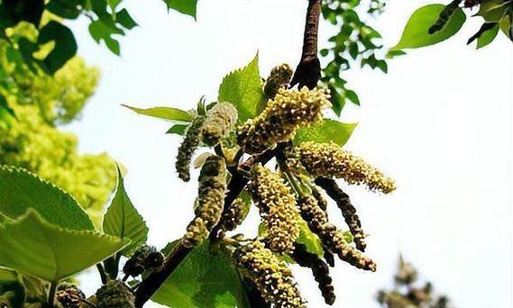 毛毛虫开花的月份与季节（探寻毛毛虫开花的奥秘）