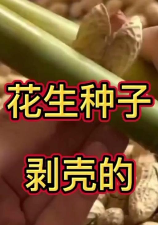 春花生的种植技巧（选择合适的时间和地点，让春花生丰收）
