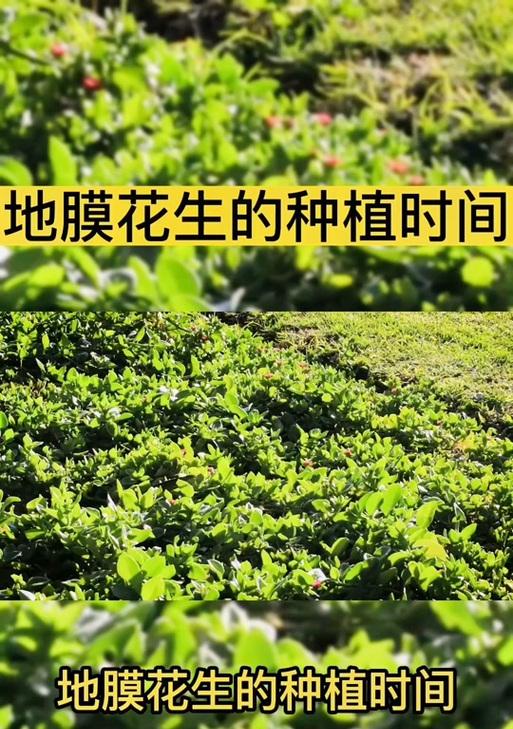 春花生的种植技巧（选择合适的时间和地点，让春花生丰收）