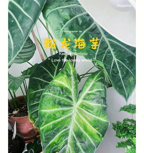 粉龙叶子卷曲的原因与处理方法（了解粉龙叶子卷曲的成因，从根本上解决问题）