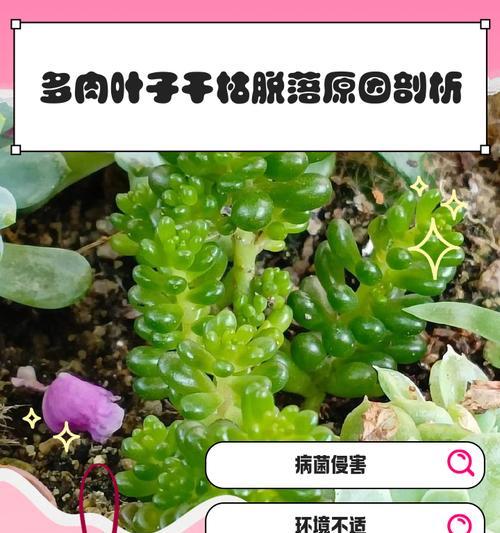 晚霞多肉叶子发软下垂的原因及补救方法（解决晚霞多肉叶子发软下垂问题，做一名有爱的多肉养护人）