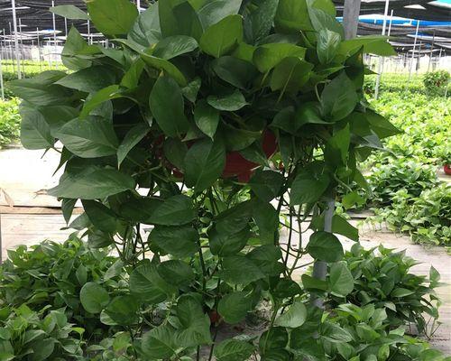 吊兰能否真正有效地去除室内甲醛？（吊兰去除甲醛的科学依据与实际效果）