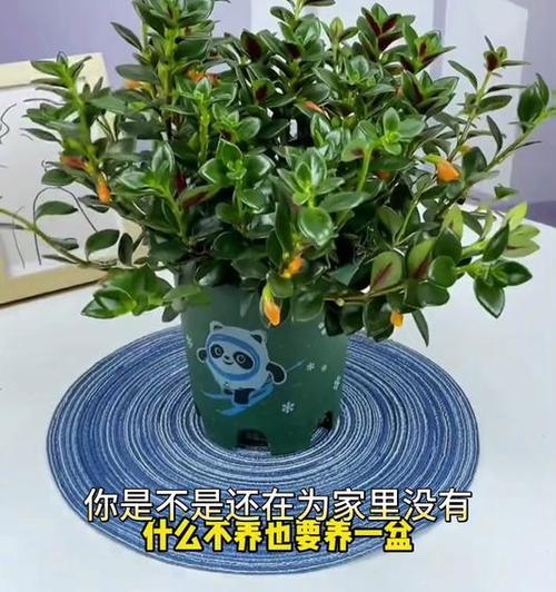 吊兰能否真正有效地去除室内甲醛？（吊兰去除甲醛的科学依据与实际效果）