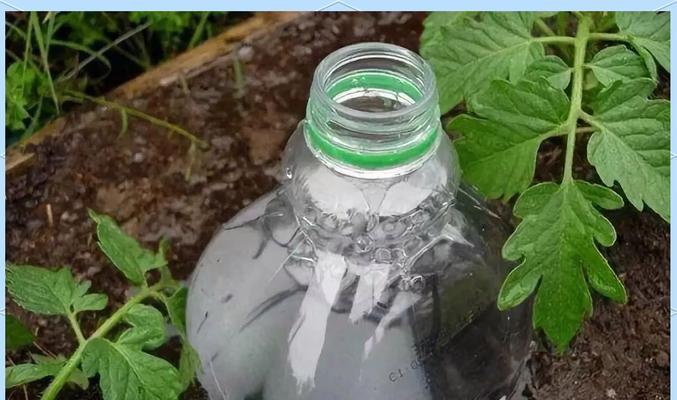 绿萝也能浇醋水，但是要注意方法（正确浇醋水的15个步骤，让你的绿萝更健康）