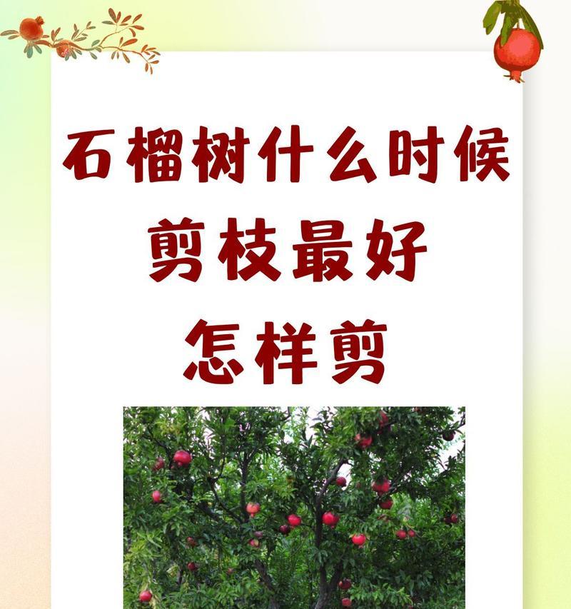 石榴树的剪枝技巧（剪枝方法对果实产量的影响）