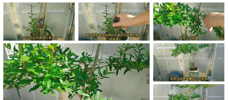 石榴树的剪枝技巧（剪枝方法对果实产量的影响）