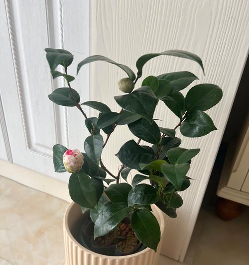 盆栽茶花的养殖方法与注意事项（打造迷人的茶花盆栽，从养护到美化全攻略）