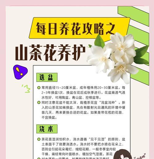 盆栽茶花的养殖方法与注意事项（打造迷人的茶花盆栽，从养护到美化全攻略）