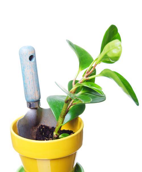 盆栽茶花的养殖方法与注意事项（打造迷人的茶花盆栽，从养护到美化全攻略）