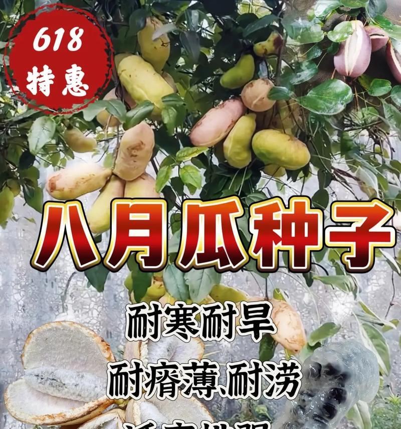 八月瓜几年结果实的秘密（揭开八月瓜生产之谜，探究几年结果实的原因）
