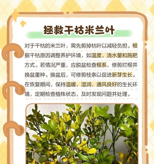 如何预防和治疗玛格丽特叶子干枯问题（探索玛格丽特叶子干枯的原因和有效的解决方案）