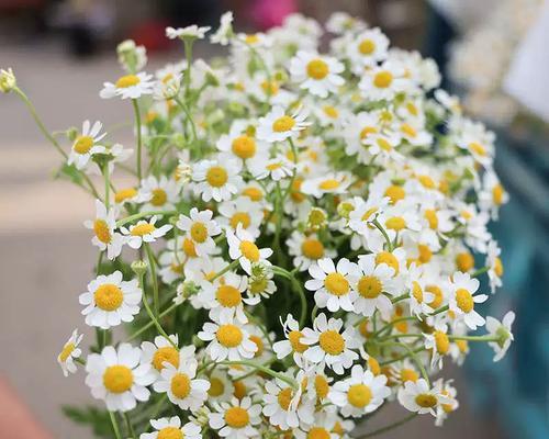 洋甘菊的生命周期（种植、生长、开花、结果及重要用途）