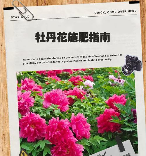牡丹花的生长过程（从萌芽到开放，一步步呈现）