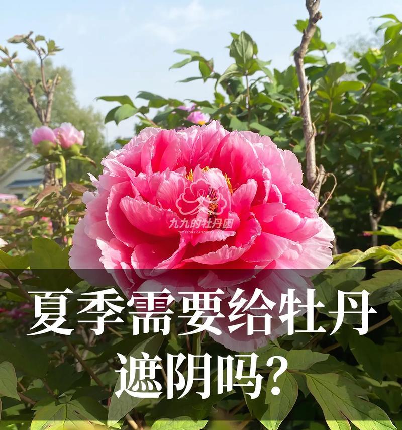 牡丹花的生长过程（从萌芽到开放，一步步呈现）