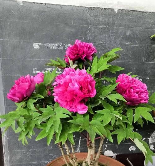 牡丹花的生长过程（从萌芽到开放，一步步呈现）