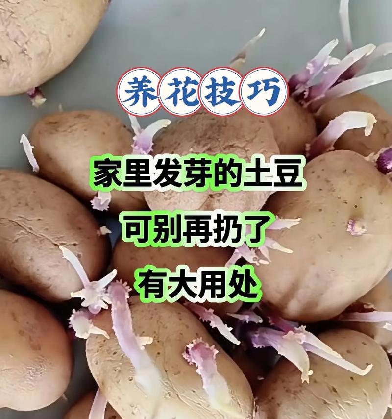 土豆种植的时间和方法（从选址到收获全面解析，让你轻松拥有自己的土豆田）