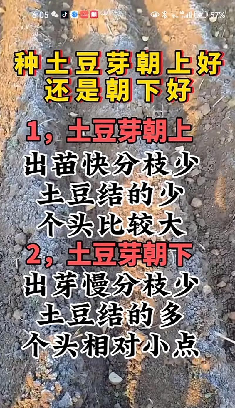土豆种植的时间和方法（从选址到收获全面解析，让你轻松拥有自己的土豆田）