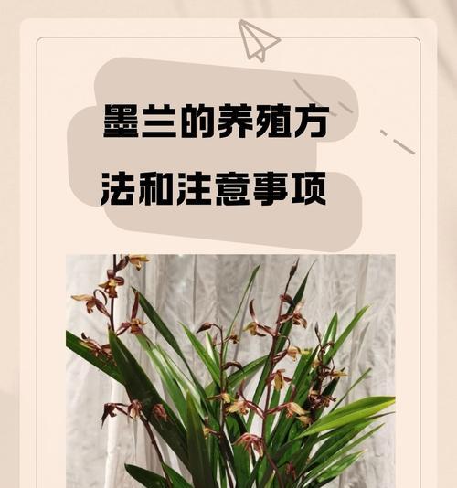墨兰冬季浇水方法大揭秘（保持适度湿润，避免过度浇水）
