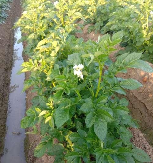 土豆是被子植物吗？（探究土豆的植物分类及其特点）