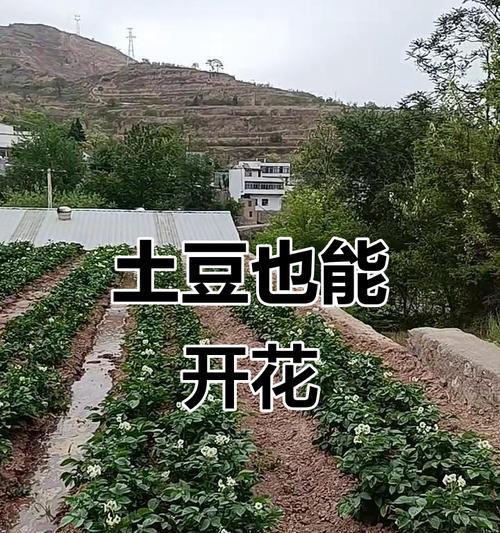 土豆是被子植物吗？（探究土豆的植物分类及其特点）