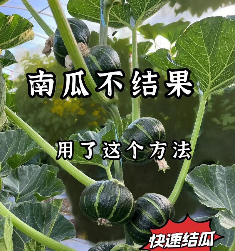 南瓜种植的时间、方法和技巧（南瓜如何在不同季节种植？掌握这些技巧，让你成为南瓜种植专家！）