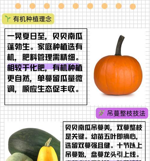 南瓜种植的时间、方法和技巧（南瓜如何在不同季节种植？掌握这些技巧，让你成为南瓜种植专家！）