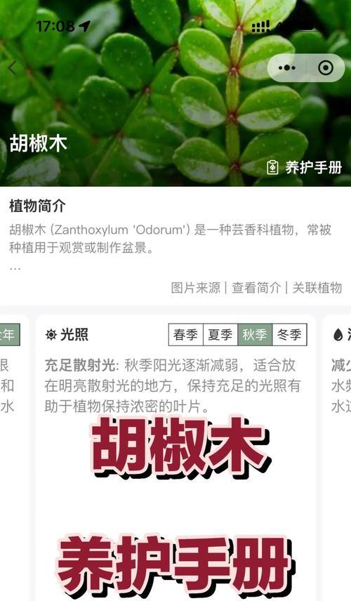 胡椒木叶子发黄的原因及解决方法（胡椒木叶子为什么会发黄？如何正确处理？）