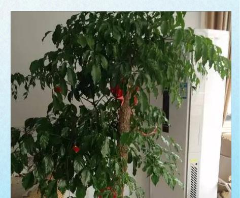 幸福树的剪枝修剪方法与注意事项（打造美丽庭院，从幸福树开始）