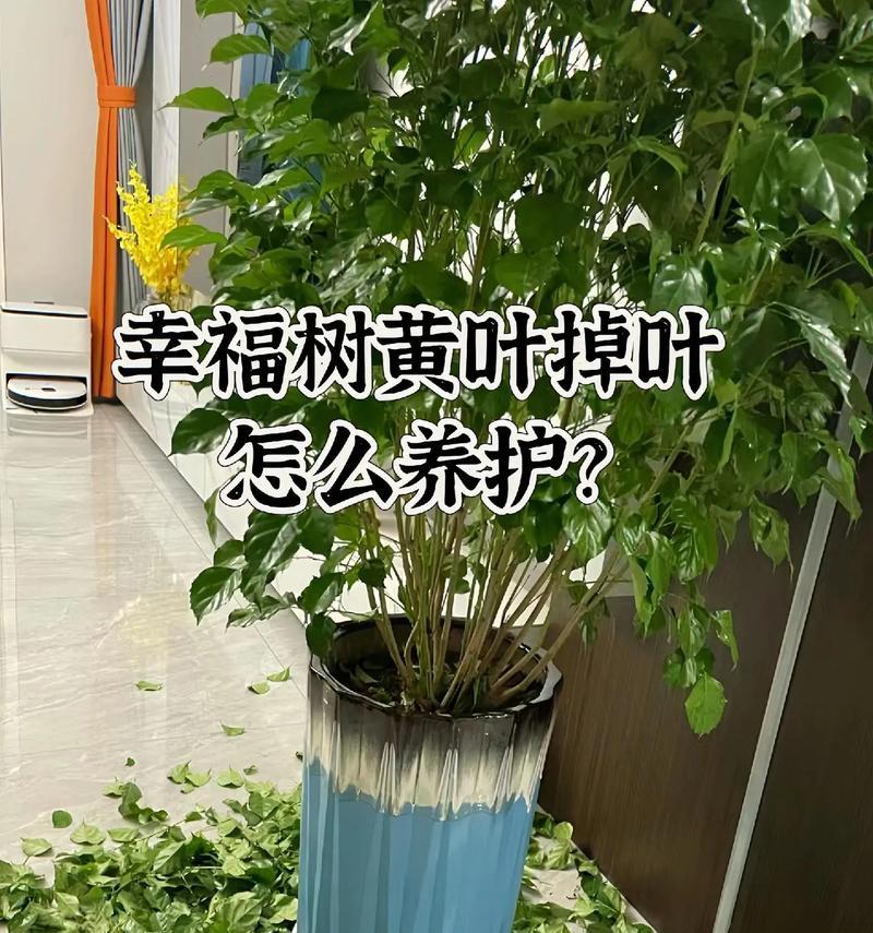 幸福树的剪枝修剪方法与注意事项（打造美丽庭院，从幸福树开始）
