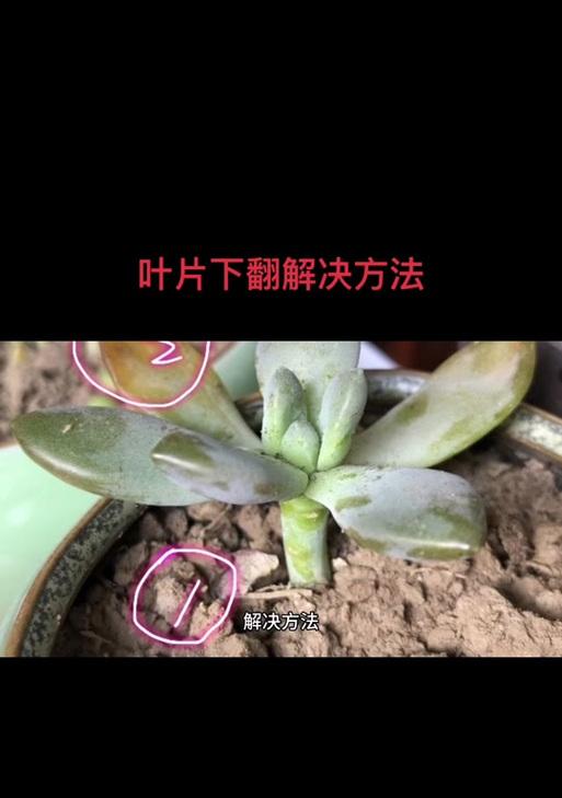多肉叶片发黄，该如何应对？（解析多肉植物叶片发黄的原因和对策）