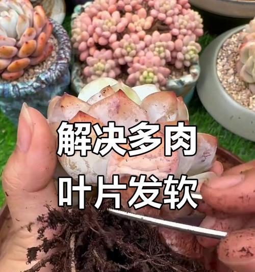 多肉叶片发黄，该如何应对？（解析多肉植物叶片发黄的原因和对策）