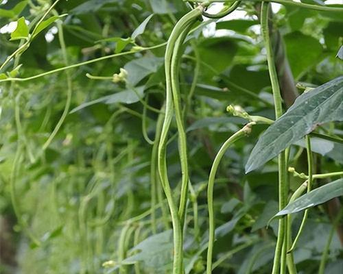 六月份适合种什么菜？（六月菜园小贴士）