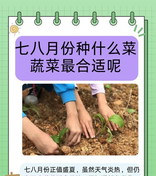 六月份适合种什么菜？（六月菜园小贴士）