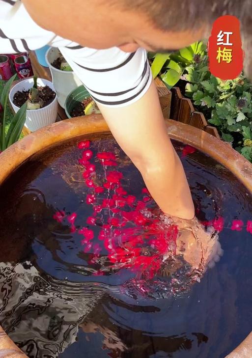水培干枝梅的养护技巧（打造独具特色的水培干枝梅，水培干枝梅的养护秘诀）