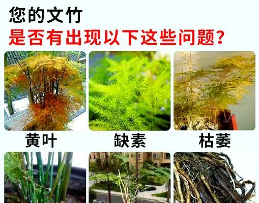 文竹叶片发黄的原因和处理方法（如何恢复文竹的生机与活力）