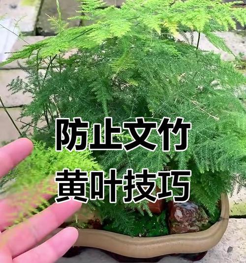 文竹叶片发黄的原因和处理方法（如何恢复文竹的生机与活力）