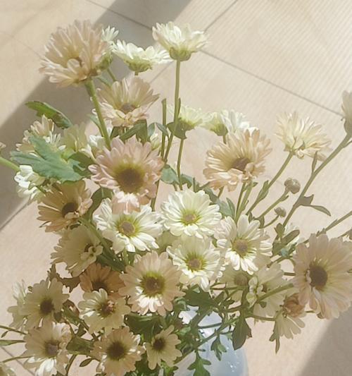 小雏菊的剪枝时间及技巧（掌握正确的剪枝时间，让小雏菊更茂盛）