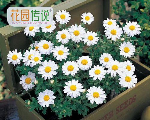 小雏菊的剪枝时间及技巧（掌握正确的剪枝时间，让小雏菊更茂盛）