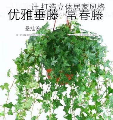 常春藤的水培养殖方法（简单易行的家庭种植技巧）