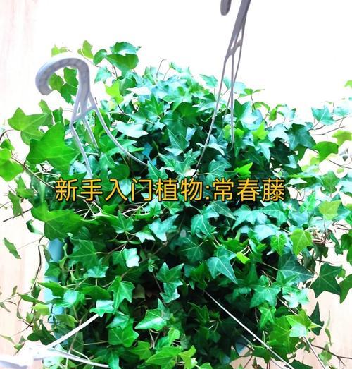常春藤的水培养殖方法（简单易行的家庭种植技巧）