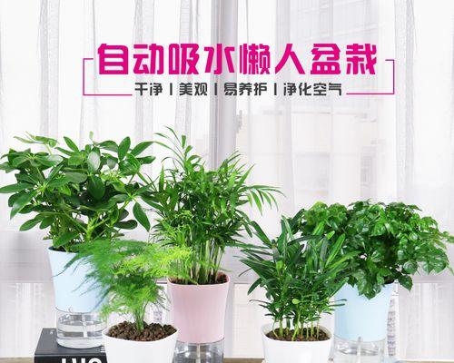 常春藤的水培养殖方法（简单易行的家庭种植技巧）