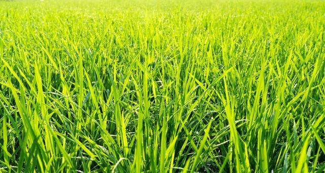 明日末伏收官！“最怕雨落末伏尾”藏着这些关键信号？